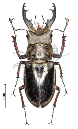 Lucanus wemckeni SCHENK, 2006 WonderfulInsects