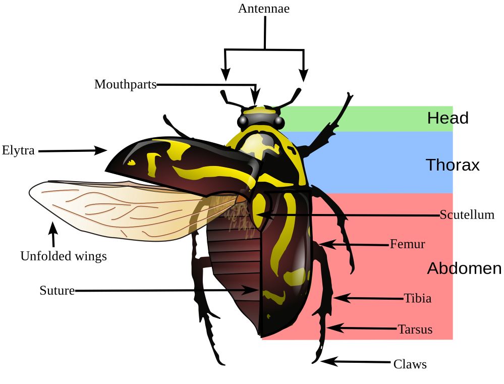morphology WonderfulInsects
