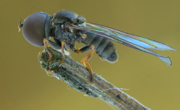 Fly Insect Head World of Insects – Wonderful-Insects