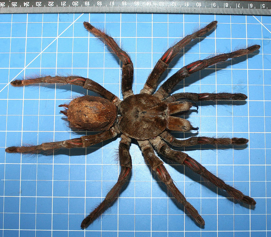 Goliath Birdeater Theraphosa blondi LATREILLE, 1804 WonderfulInsects